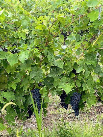 Château Shuette, Vignoble à Saint-Loubès