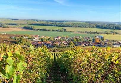 Vignoble SAMPERS Récoltant-Manipulant, Vignoble à Voigny