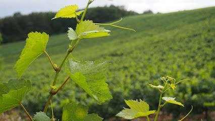 Domaine Des Pérégrins, Vignoble à Poilly-sur-Serein