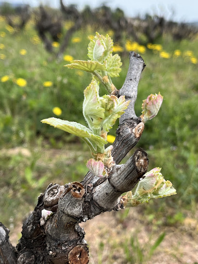 Geoffroy Guérin Vignoble à Romanèche-Thorins