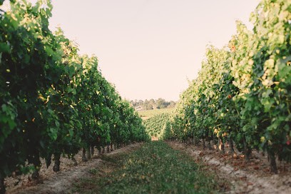 Château Lalande-Labatut, Vignoble à Salleboeuf
