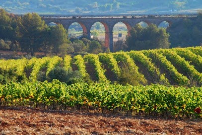 FIELD Roquemale, Vignoble à Villeveyrac