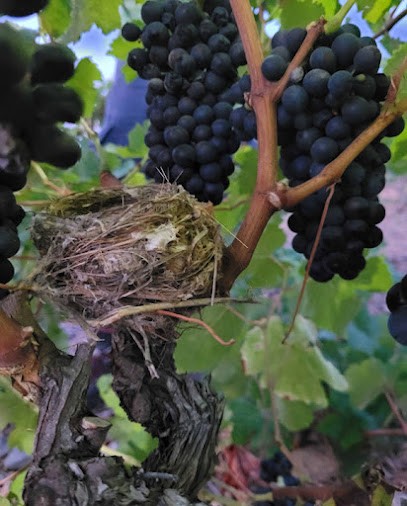 Des Vrilles, Vignoble à Baixas