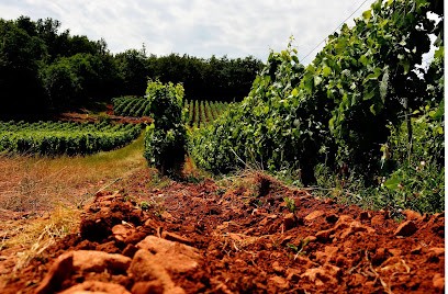 DOMAINE JULIEN ET SEBASTIEN PACAUD, Vignoble à Saint-Vérand