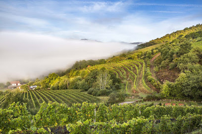 Earl Domaine Arretxea Vignoble à Irouléguy
