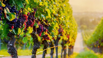 VIBOUD CHANTAL, Vignoble à Lauraët