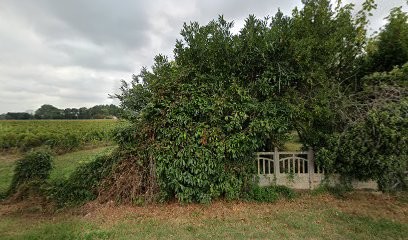 Chartrain Olivier, Vignoble à Saint-Martin-de-Sanzay