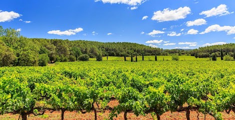 Clos De L'Ours, Vignoble à Cotignac
