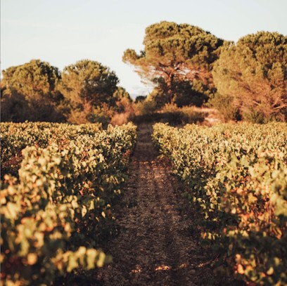 Domaine De Brau, Vignoble à Villemoustaussou