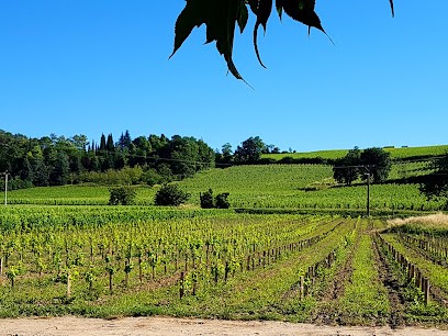Château Fontbaude, Vignoble à Saint-Magne-de-Castillon