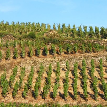 LES SERINES D'OR, Vignoble à Seyssuel