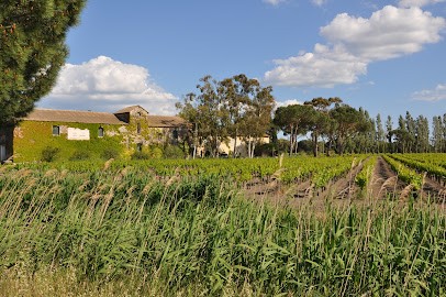 Domaine Terres de Sable, Vignoble à Aigues-Mortes