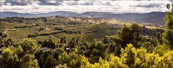 Château Martinolles, Vignoble à Saint-Hilaire