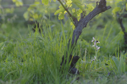 Domaine La Varenne, Vignoble à Culles-les-Roches