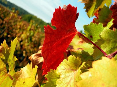 Amirault Jean-Marie, Vignoble à Benais