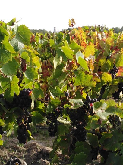 Gaec Des Gazons, Vignoble à Vieillevigne