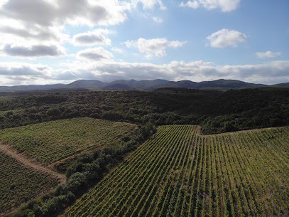 Domaine Saint Martin d'Agel, Vignoble à Magalas