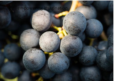 Château Vray Croix de Gay, Vignoble à Néac