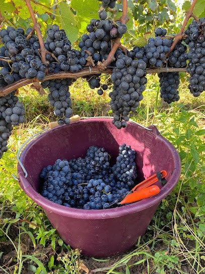 Château l'Evêché, Vignoble à Saint-Sulpice-de-Faleyrens