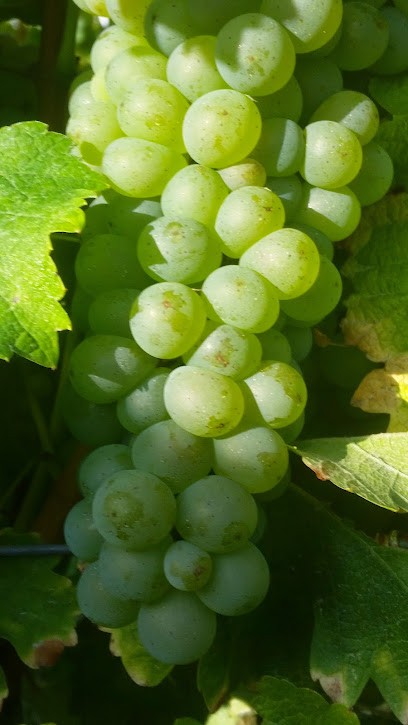 Courregelongue Serge, Vignoble à Gabarnac