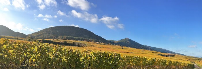 Cattin Freres, Vignoble à Voegtlinshoffen