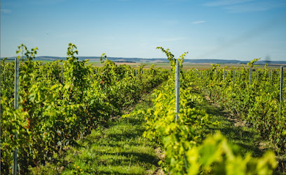 Apronie, Vignoble à Saint-Flavy