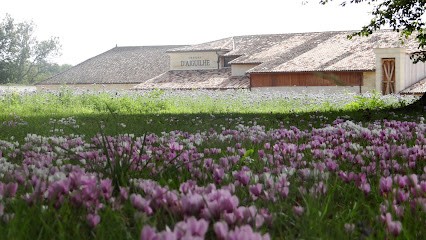 Château D’Aiguilhe, Vignoble à Saint-Philippe-d'Aiguille