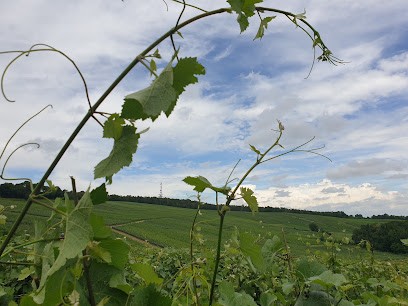 Champagne Jean-Marie Massonnot, Vignoble à Coulommes-la-Montagne