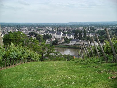 The Secret Of Taste Buds, Vignoble à Saumur