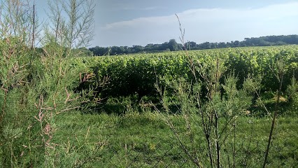 Vignobles Philippe Berard, Vignoble à Bégadan