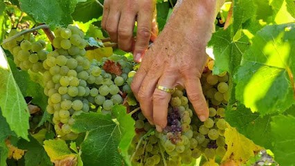 Domaine Vallat De Briançon, Vignoble à Saint-Maurice-de-Cazevieille