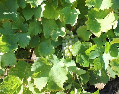Mandard Jean-Christophe, Vignoble à Mareuil-sur-Cher