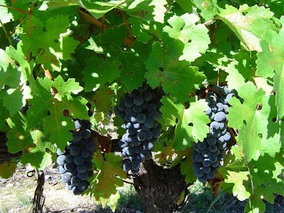 MARIE DE LAUZERDA, Vignoble à Villespassans