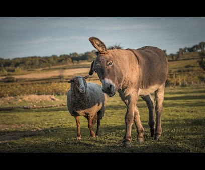 Domaine Gabriel Monier - Monier Cyril, Vignoble à Tulette
