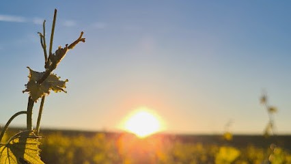 Champagne Oudiette, Vignoble à Beaunay
