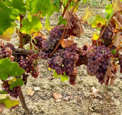 Domaine Les Duaux, Vignoble à Sèvremoine