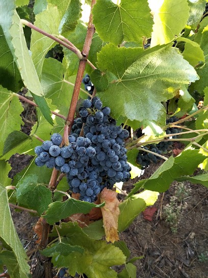 Champagne Guy Blin-Laurent, Vignoble à Trigny