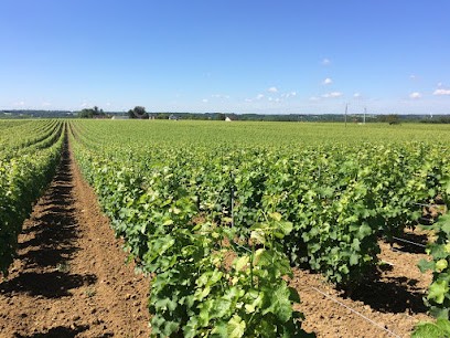 Domaine Bellevue, Vignoble à Noyers-sur-Cher