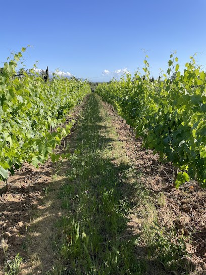 Domaine Falcucci, Vignoble à Vescovato