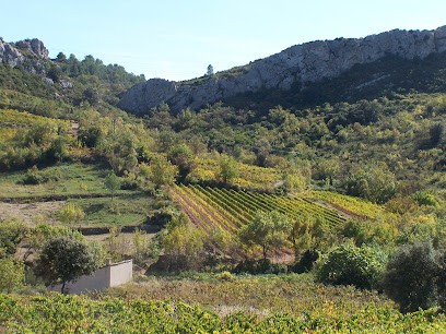 Le Mas de Ronnel, Vignoble à Pierrerue