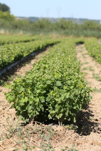 Domaine LUYTON FLEURY, Vignoble à Tournon-sur-Rhône