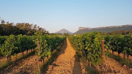 Bergerie Du Capucin, Vignoble à Lauret
