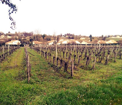 Vignobles Trinque SARL - Château Peyreyre, Vignoble à Saint-Martin-Lacaussade