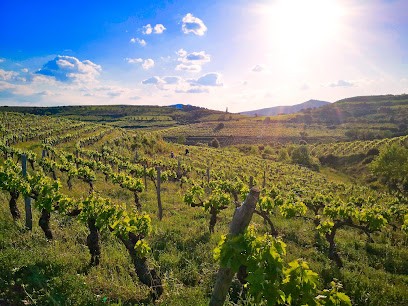 Chai Julip, Vignoble à Saint-Geniès-de-Fontedit