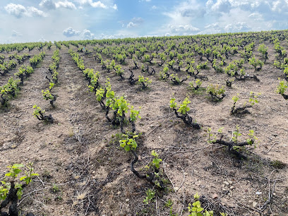 Zest Of Sas Vignoble à Fleurie