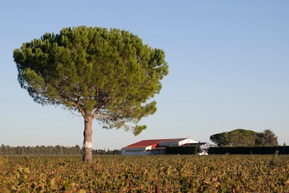 Domaine des Captives, Vignoble à Meynes