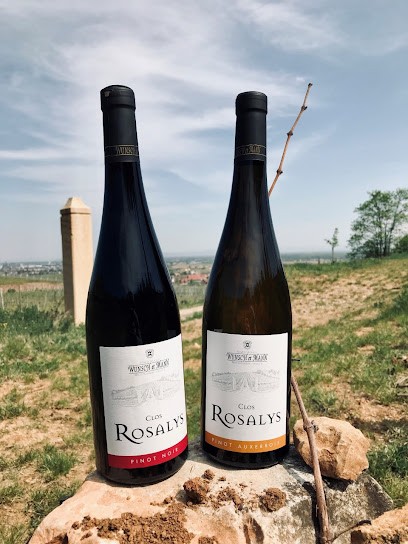 Alsace Wine Wunsch And Mann, Vignoble à Wettolsheim