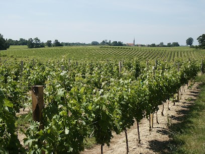 EARL DU Château Mareil, Vignoble à Ordonnac