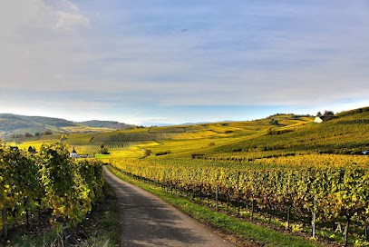 Boehler Dominique (EARL), Vignoble à Wolxheim