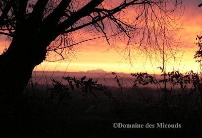 Domaine Des Micouds Vignoble à Villié-Morgon